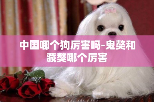 中國哪個狗厲害嗎-鬼獒和藏獒哪個厲害
