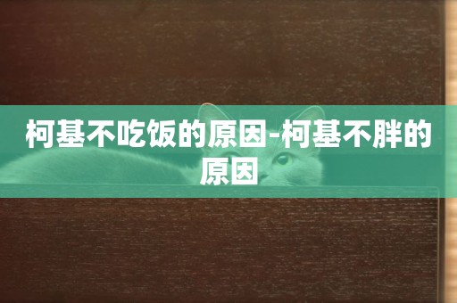 柯基不吃飯的原因-柯基不胖的原因