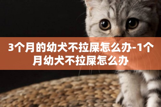 3個月的幼犬不拉屎怎么辦-1個月幼犬不拉屎怎么辦