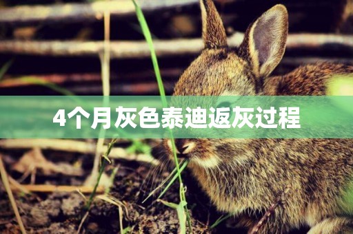 4個月灰色泰迪返灰過程