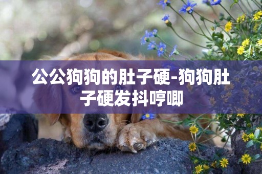 公公狗狗的肚子硬-狗狗肚子硬發抖哼唧