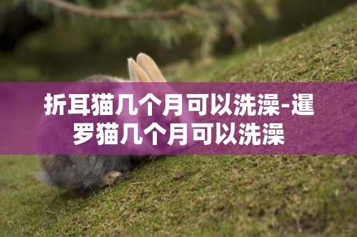 折耳貓幾個月可以洗澡-暹羅貓幾個月可以洗澡