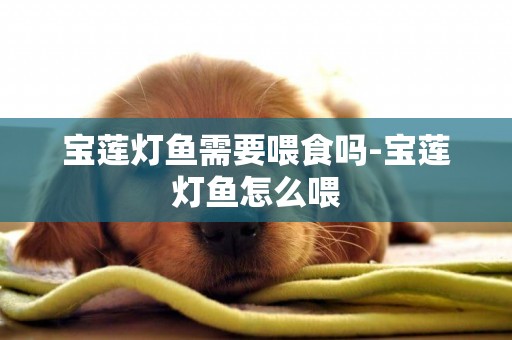 寶蓮燈魚需要喂食嗎-寶蓮燈魚怎么喂