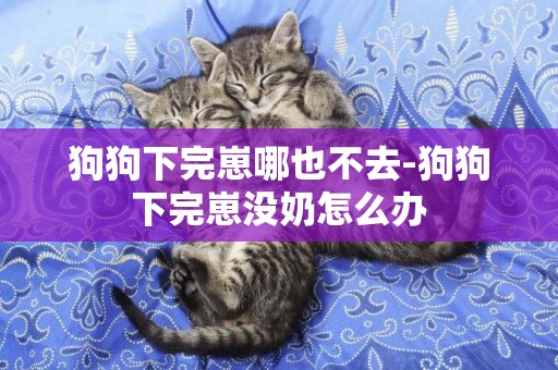 狗狗下完崽哪也不去-狗狗下完崽沒奶怎么辦