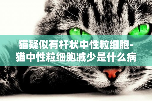 貓疑似有桿狀中性粒細胞-貓中性粒細胞減少是什么病
