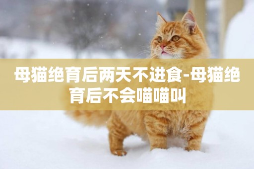 母貓絕育后兩天不進食-母貓絕育后不會喵喵叫