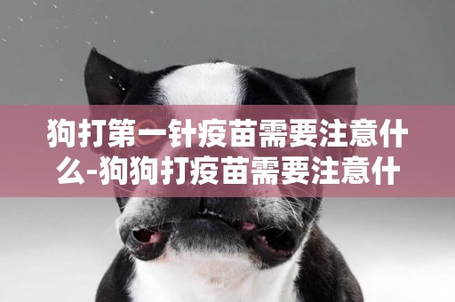 狗打第一針疫苗需要注意什么-狗狗打疫苗需要注意什么