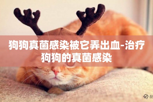 狗狗真菌感染被它弄出血-治療狗狗的真菌感染