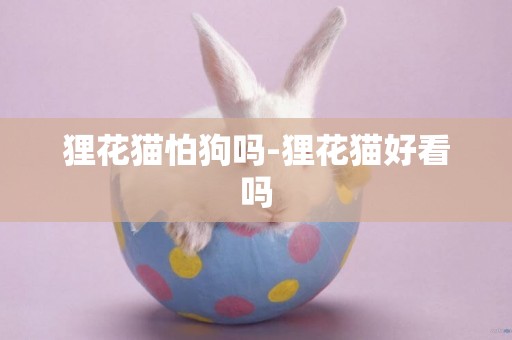 貍花貓怕狗嗎-貍花貓好看嗎