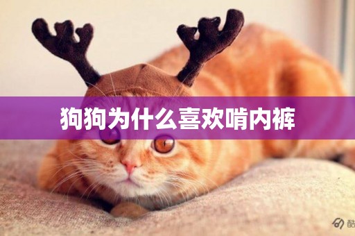 狗狗為什么喜歡啃內褲