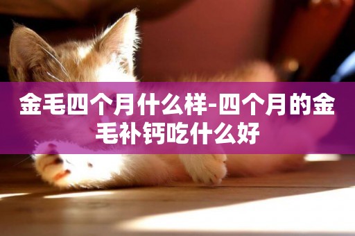 金毛四個月什么樣-四個月的金毛補鈣吃什么好