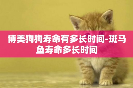 博美狗狗壽命有多長時間-斑馬魚壽命多長時間