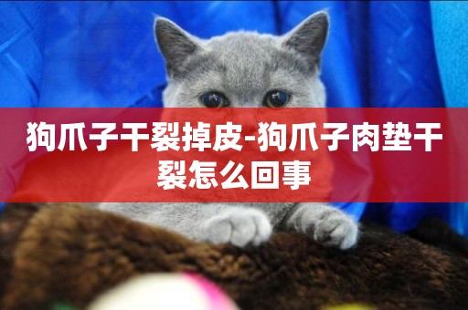 狗爪子干裂掉皮-狗爪子肉墊干裂怎么回事