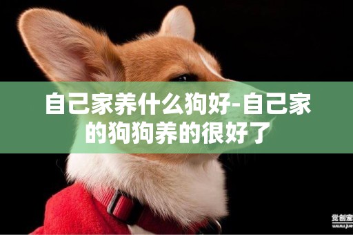 自己家養什么狗好-自己家的狗狗養的很好了
