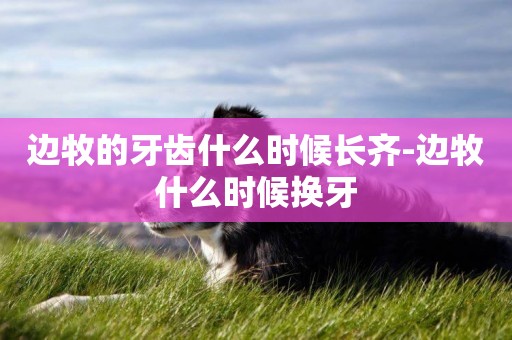 邊牧的牙齒什么時候長齊-邊牧什么時候換牙