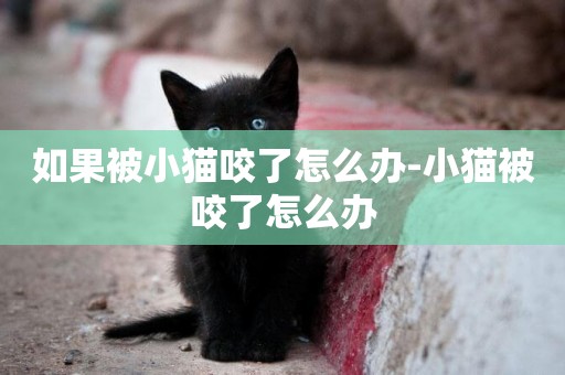 如果被小貓咬了怎么辦-小貓被咬了怎么辦