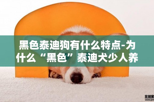 黑色泰迪狗有什么特點-為什么“黑色”泰迪犬少人養