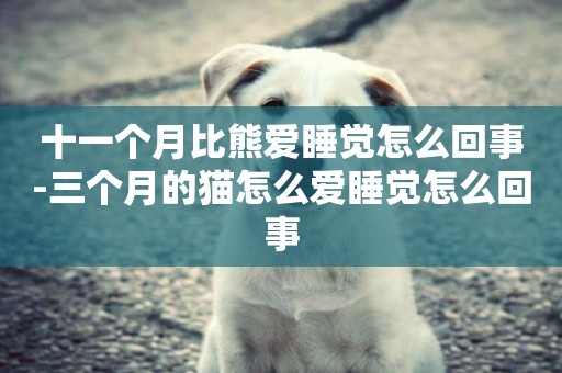 十一個月比熊愛睡覺怎么回事-三個月的貓怎么愛睡覺怎么回事