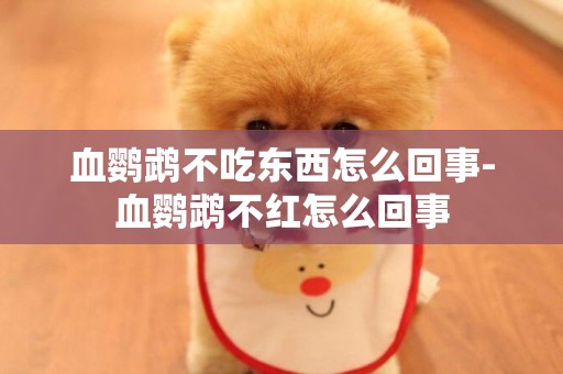 血鸚鵡不吃東西怎么回事-血鸚鵡不紅怎么回事