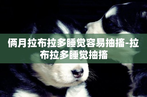 倆月拉布拉多睡覺容易抽搐-拉布拉多睡覺抽搐