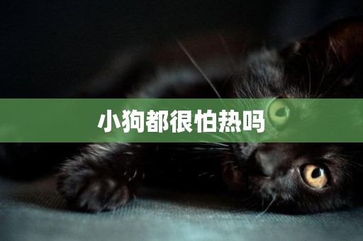 小狗都很怕熱嗎