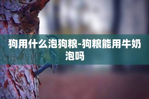 狗用什么泡狗糧-狗糧能用牛奶泡嗎