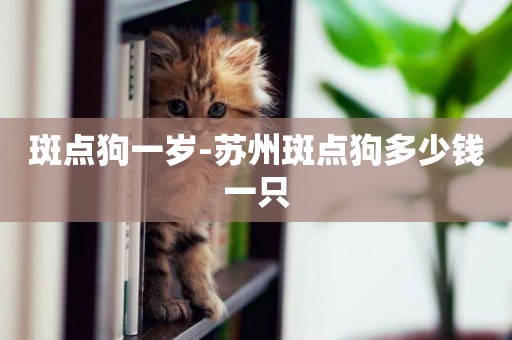 斑點狗一歲-蘇州斑點狗多少錢一只