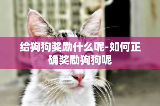 給狗狗獎勵什么呢-如何正確獎勵狗狗呢