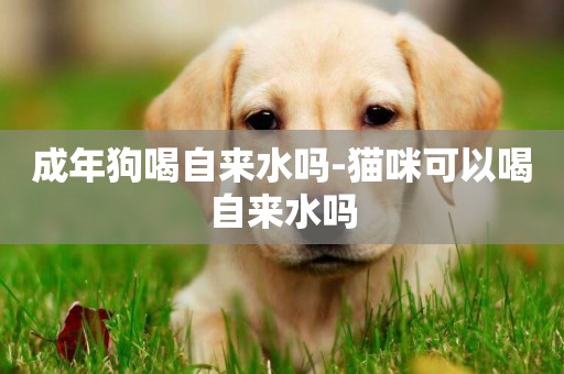 成年狗喝自來水嗎-貓咪可以喝自來水嗎