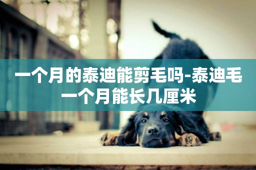一個月的泰迪能剪毛嗎-泰迪毛一個月能長幾厘米