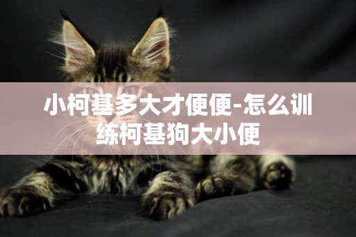 小柯基多大才便便-怎么訓練柯基狗大小便