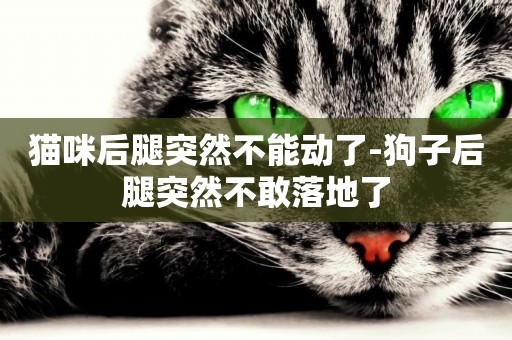 貓咪后腿突然不能動了-狗子后腿突然不敢落地了