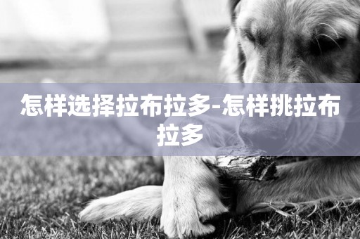 怎樣選擇拉布拉多-怎樣挑拉布拉多