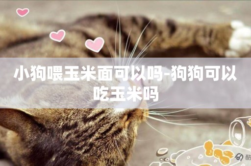 小狗喂玉米面可以嗎-狗狗可以吃玉米嗎