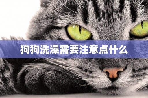 狗狗洗澡需要注意點什么