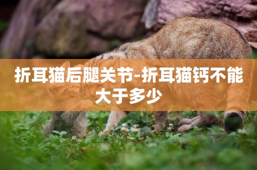 折耳貓后腿關節-折耳貓鈣不能大于多少