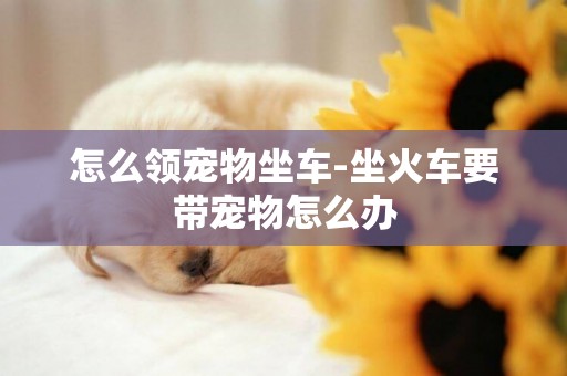 怎么領寵物坐車-坐火車要帶寵物怎么辦