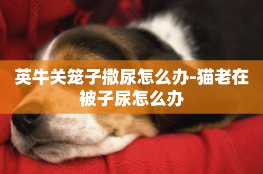 英牛關籠子撒尿怎么辦-貓老在被子尿怎么辦