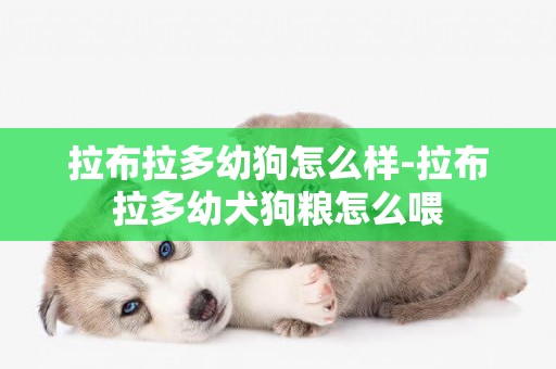 拉布拉多幼狗怎么樣-拉布拉多幼犬狗糧怎么喂