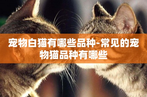 寵物白貓有哪些品種-常見的寵物貓品種有哪些