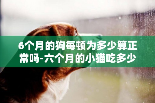 6個月的狗每頓為多少算正常嗎-六個月的小貓吃多少正常嗎