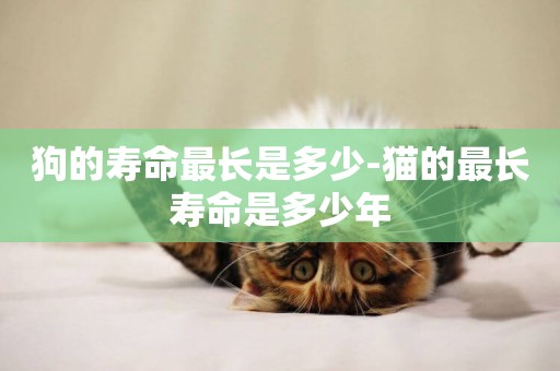 狗的壽命最長是多少-貓的最長壽命是多少年
