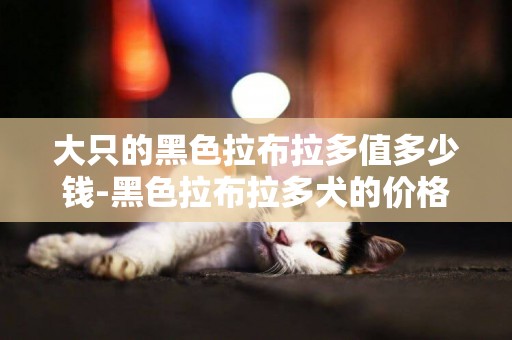 大只的黑色拉布拉多值多少錢-黑色拉布拉多犬的價格多少