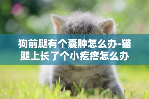 狗前腿有個囊腫怎么辦-貓腿上長了個小疙瘩怎么辦