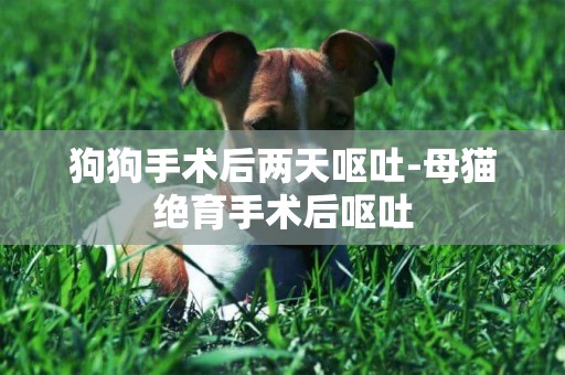 狗狗手術后兩天嘔吐-母貓絕育手術后嘔吐