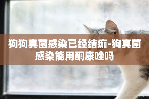 狗狗真菌感染已經結痂-狗真菌感染能用酮康唑嗎