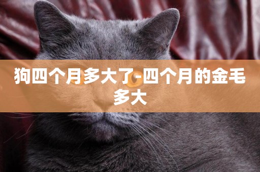 狗四個月多大了-四個月的金毛多大