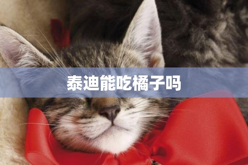 泰迪能吃橘子嗎