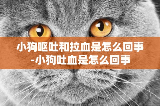 小狗嘔吐和拉血是怎么回事-小狗吐血是怎么回事