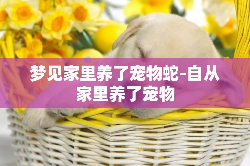 夢見家里養了寵物蛇-自從家里養了寵物